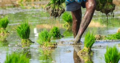 India Ends Provisional Registration of Biostimulants: Only 146 Products Now Approved Under FCO, 9,352 Products Cancelled