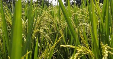 ICL and BioPrime Join Forces to Tackle Phosphorus and Zinc Deficiency in Indian Soils
