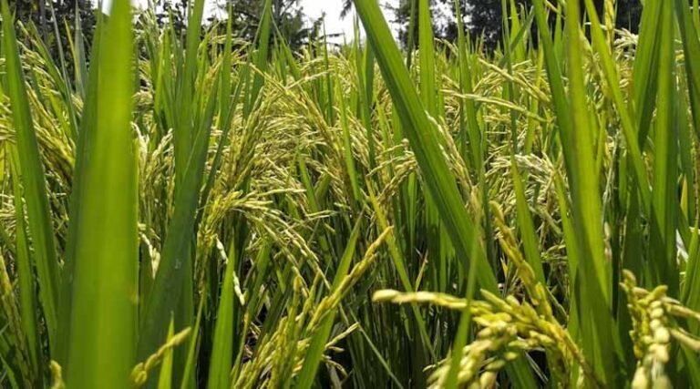 ICL and BioPrime Join Forces to Tackle Phosphorus and Zinc Deficiency in Indian Soils