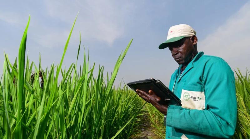 Long-Term Funding Supports AfricaRice Genebank and the Future of Rice Diversity