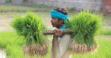 Kharif 2025 Crop Coverage Shows Mixed Trends: Rice and Coarse Cereals Expand, Oilseeds See Decline