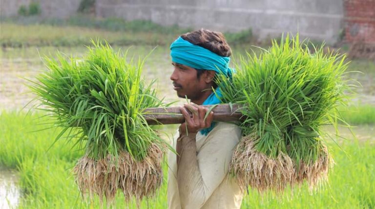 Kharif 2025 Crop Coverage Shows Mixed Trends: Rice and Coarse Cereals Expand, Oilseeds See Decline