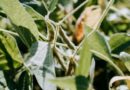 Can Oilseeds Become Profitable for Indian Farmers? The Road to Edible Oil Self-Reliance by 2047