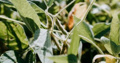 Can Oilseeds Become Profitable for Indian Farmers? The Road to Edible Oil Self-Reliance by 2047