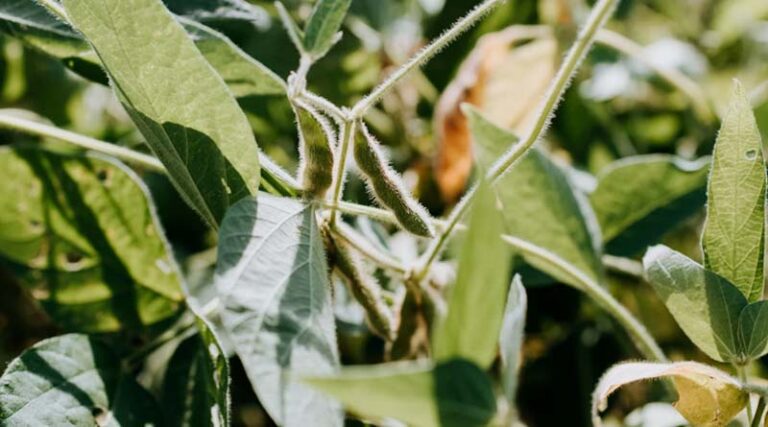 Can Oilseeds Become Profitable for Indian Farmers? The Road to Edible Oil Self-Reliance by 2047