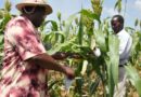New batch of UK-CGIAR Centre Projects Will Focus On Underutilised Crops To Aid Food Security And Climate Resilience
