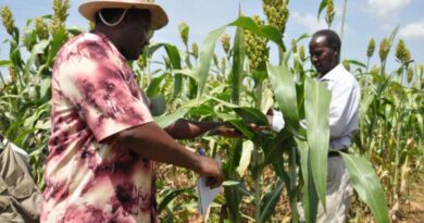 New batch of UK-CGIAR Centre Projects Will Focus On Underutilised Crops To Aid Food Security And Climate Resilience