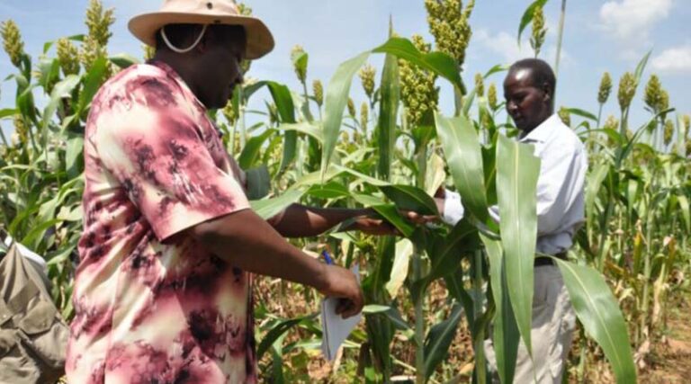 New batch of UK-CGIAR Centre Projects Will Focus On Underutilised Crops To Aid Food Security And Climate Resilience