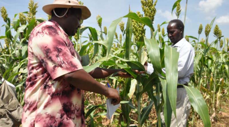 New batch of UK-CGIAR Centre Projects Will Focus On Underutilised Crops To Aid Food Security And Climate Resilience