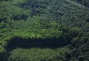 Global Deforestation Slows, But Forests Remain Under Pressure, FAO Report Shows