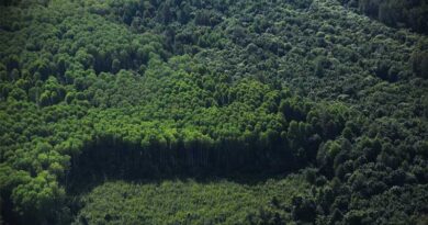 Global Deforestation Slows, But Forests Remain Under Pressure, FAO Report Shows
