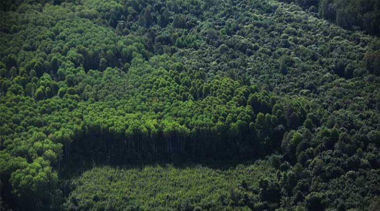 Global Deforestation Slows, But Forests Remain Under Pressure, FAO Report Shows