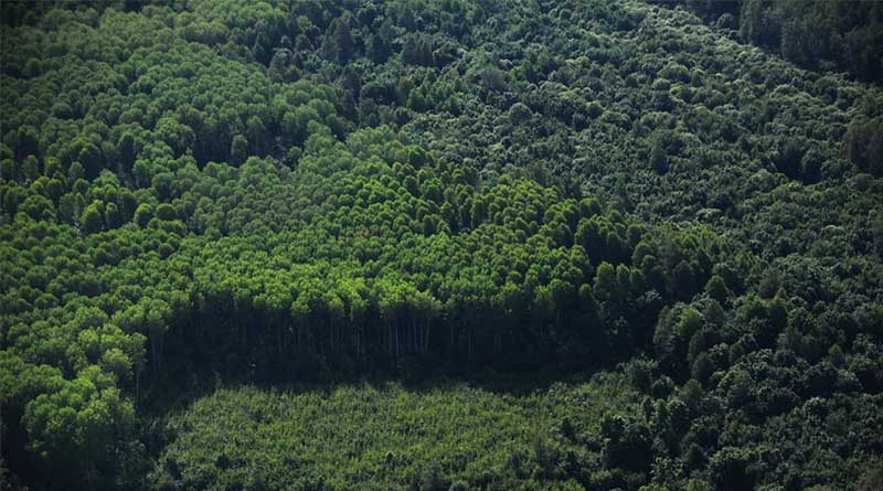 Global Deforestation Slows, But Forests Remain Under Pressure, FAO Report Shows