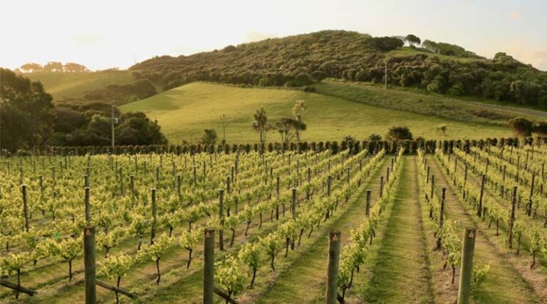 France Bans 20 Copper Fungicides: Organic Winegrowers Face Uncertain Future