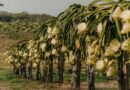Artificial Shading Technology for Managing Sunburn in Dragon Fruit