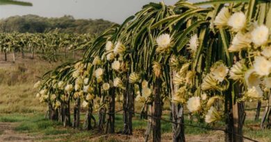 Artificial Shading Technology for Managing Sunburn in Dragon Fruit