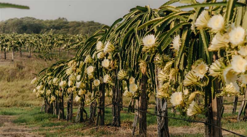 Artificial Shading Technology for Managing Sunburn in Dragon Fruit