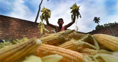 Maize Prices in India Fall Nearly 10% in September 2025 Amid Surplus Supplies