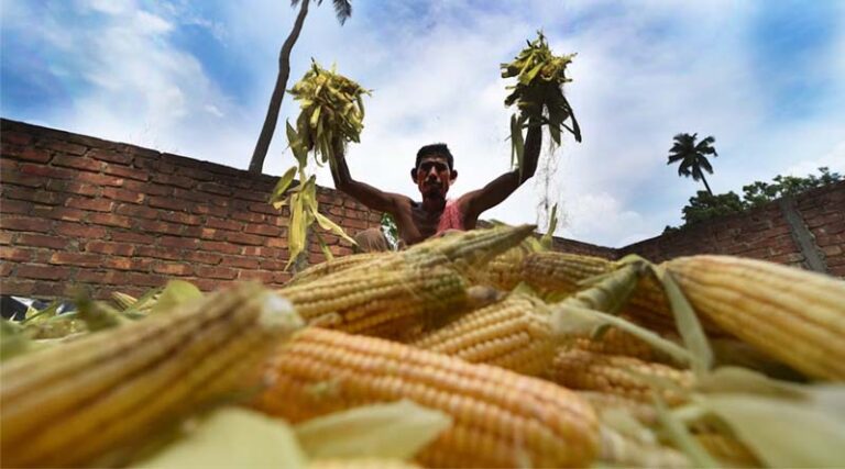 Maize Prices in India Fall Nearly 10% in September 2025 Amid Surplus Supplies