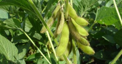 Soybean Prices Slide Below MSP Despite Lower Acreage in Kharif 2025