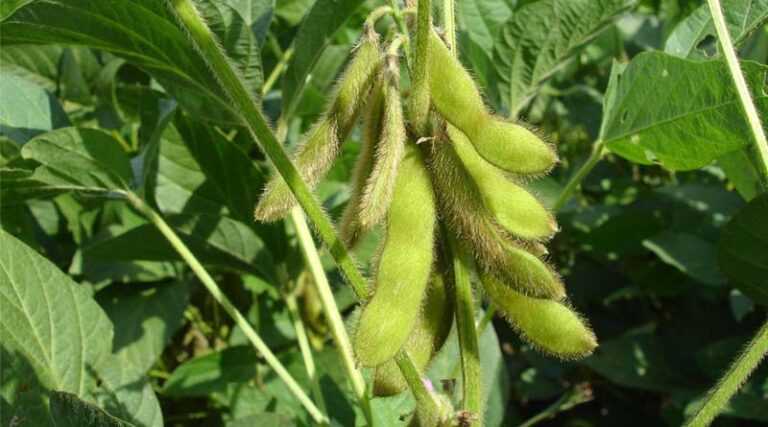 Soybean Prices Slide Below MSP Despite Lower Acreage in Kharif 2025