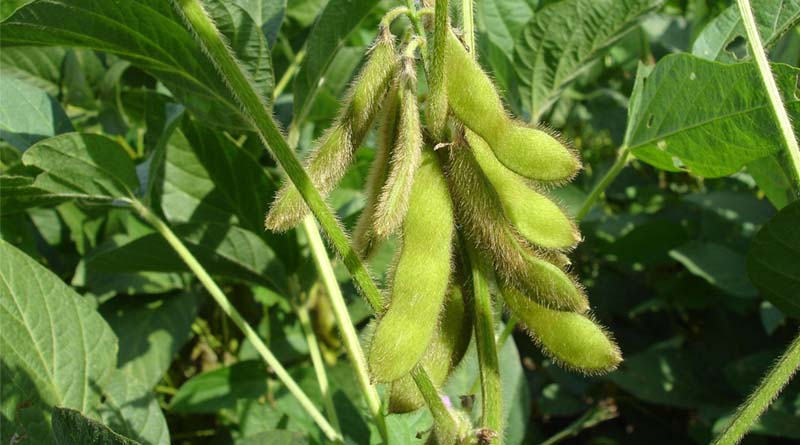 Soybean Prices Slide Below MSP Despite Lower Acreage in Kharif 2025