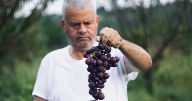 France Bans 20 Copper Fungicides: Organic Winegrowers Face Uncertain Future