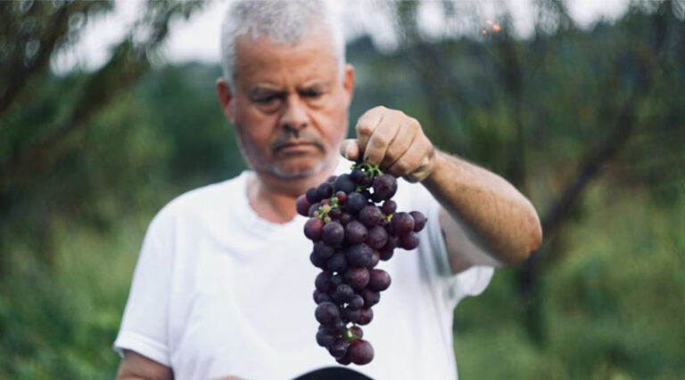 France Bans 20 Copper Fungicides: Organic Winegrowers Face Uncertain Future