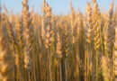 High Yielding Wheat Varieties for India: Rabi 2025