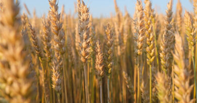 High Yielding Wheat Varieties for India: Rabi 2025