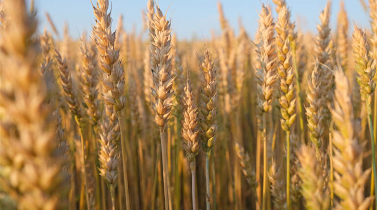 High Yielding Wheat Varieties for India: Rabi 2025
