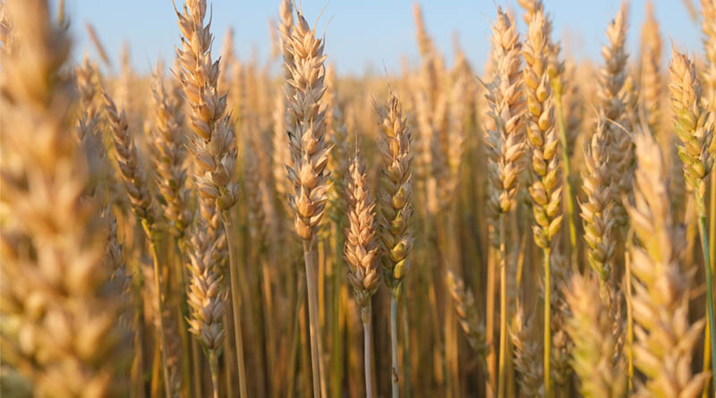 High Yielding Wheat Varieties for India: Rabi 2025