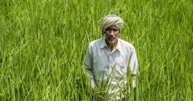 National Pulses Mission Gets Cabinet Nod with ₹11,440 Cr Allocation — But Questions Remain on Profitability