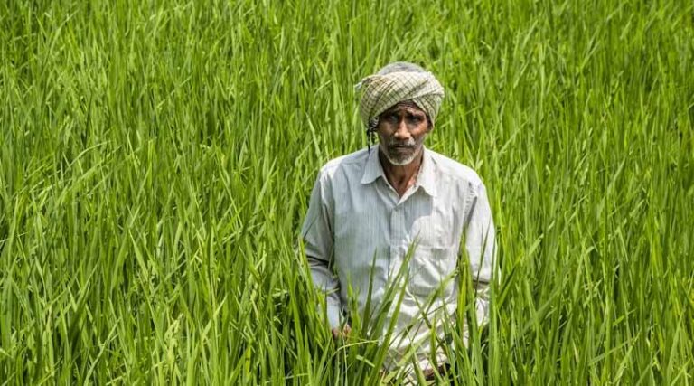 National Pulses Mission Gets Cabinet Nod with ₹11,440 Cr Allocation — But Questions Remain on Profitability