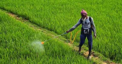 Wheat MSP Raised by ₹160: Will Indian Farmers Be Satisfied?