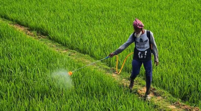 Wheat MSP Raised by ₹160: Will Indian Farmers Be Satisfied?