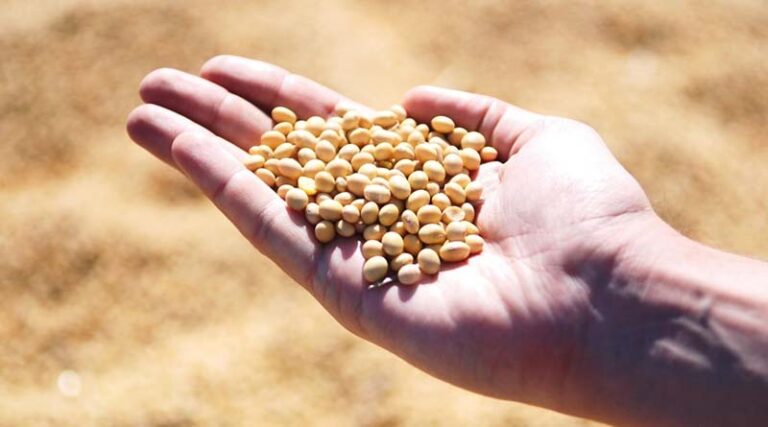 India’s Roadmap to Edible Oil Self-Reliance by 2047: Why the Government Must Lead from the Front