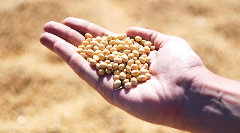 India’s Roadmap to Edible Oil Self-Reliance by 2047: Why the Government Must Lead from the Front
