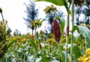 Power Of Diversity Funding Facility Stakeholders Choose Their Opportunity Crops
