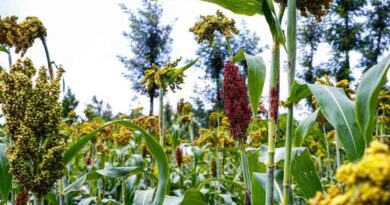 Power Of Diversity Funding Facility Stakeholders Choose Their Opportunity Crops