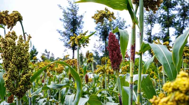 Power Of Diversity Funding Facility Stakeholders Choose Their Opportunity Crops