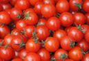 Tomato Prices Remain Low Despite Festive Demand: All-India Wholesale Rate Falls 47% Year-on-Year in October 2025