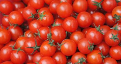 Tomato Prices Remain Low Despite Festive Demand: All-India Wholesale Rate Falls 47% Year-on-Year in October 2025