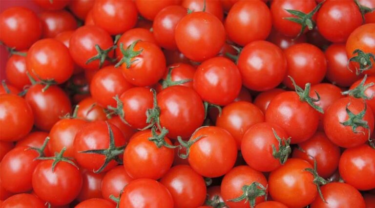 Tomato Prices Remain Low Despite Festive Demand: All-India Wholesale Rate Falls 47% Year-on-Year in October 2025