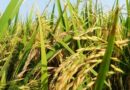 Tradition in the Grain, Innovation in Practice: India’s Basmati at a Crossroads