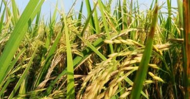 Tradition in the Grain, Innovation in Practice: India’s Basmati at a Crossroads