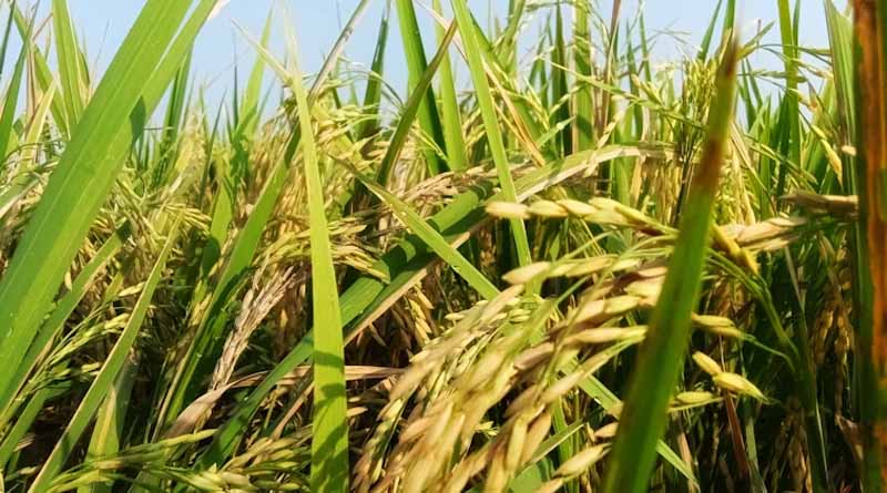 Tradition in the Grain, Innovation in Practice: India’s Basmati at a Crossroads