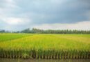 Harvesting the Future: WRC 2025 Unites Science, Trade, and Innovation in Phnom Penh