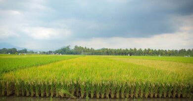 Harvesting the Future: WRC 2025 Unites Science, Trade, and Innovation in Phnom Penh