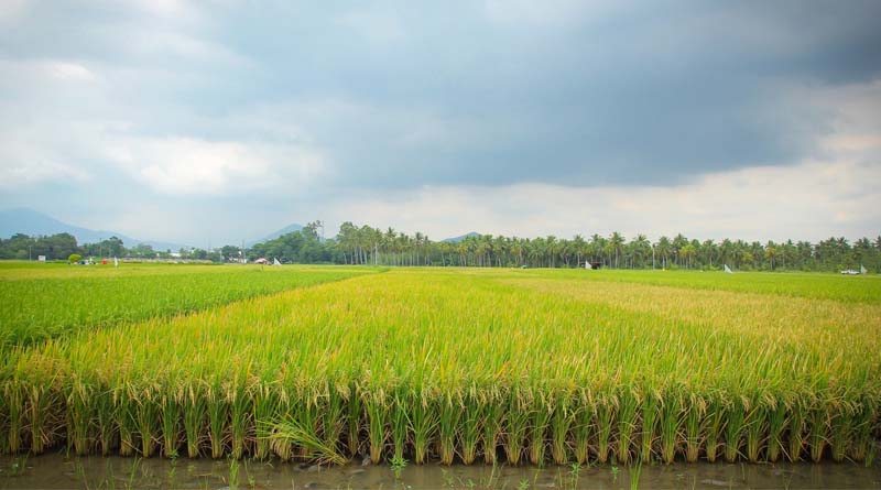 Harvesting the Future: WRC 2025 Unites Science, Trade, and Innovation in Phnom Penh